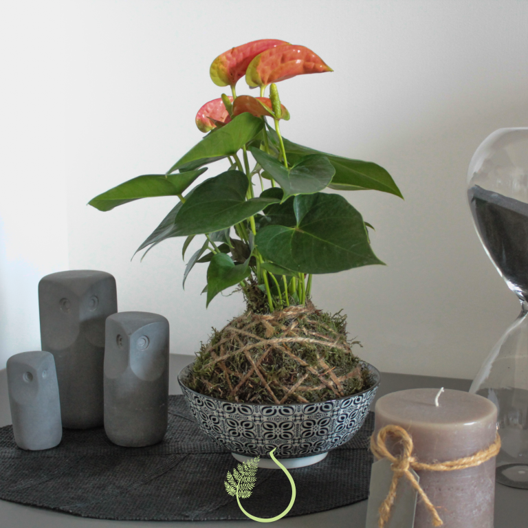 Kokedama anthurium