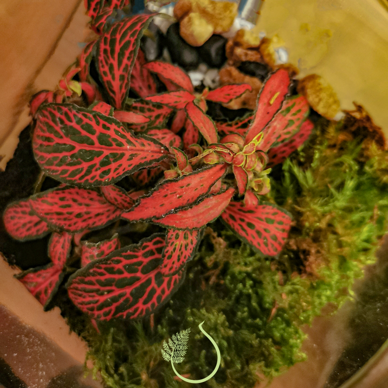 Barattolo piccolo terrarium