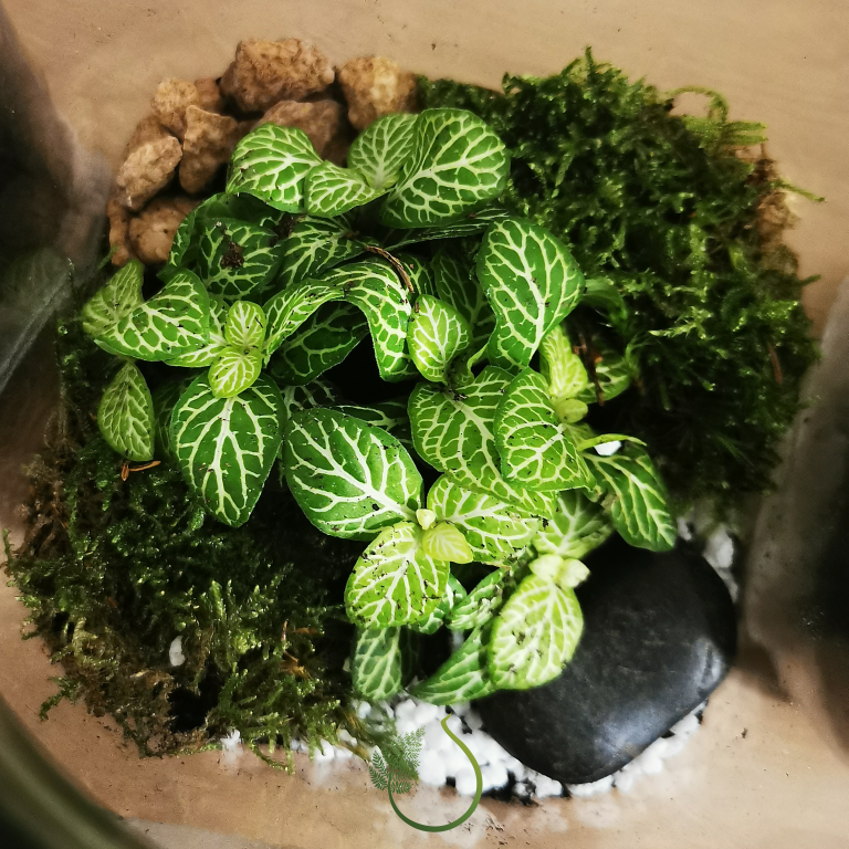 Dettaglio interno di terrarium in barattolo piccolo fittonia verde