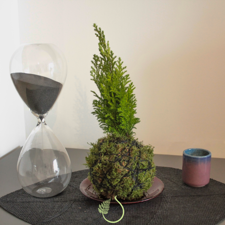 Kokedama cipresso