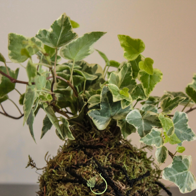 Kokedama – Radici di vetro