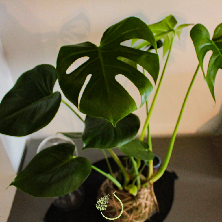 Kokedama monstera deliciosa