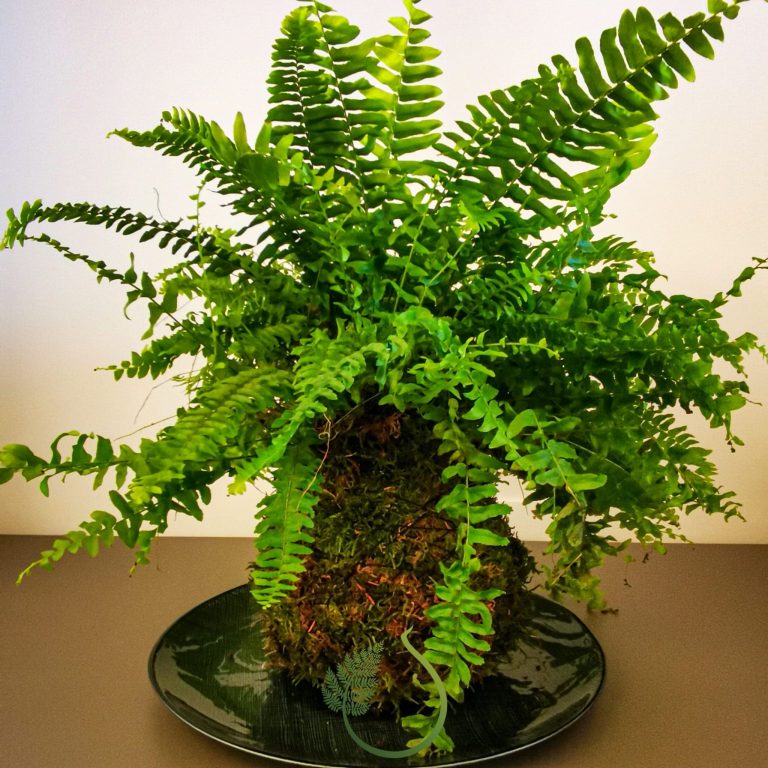 Kokedama felce