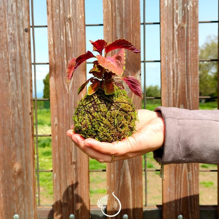 Kokedama coleus