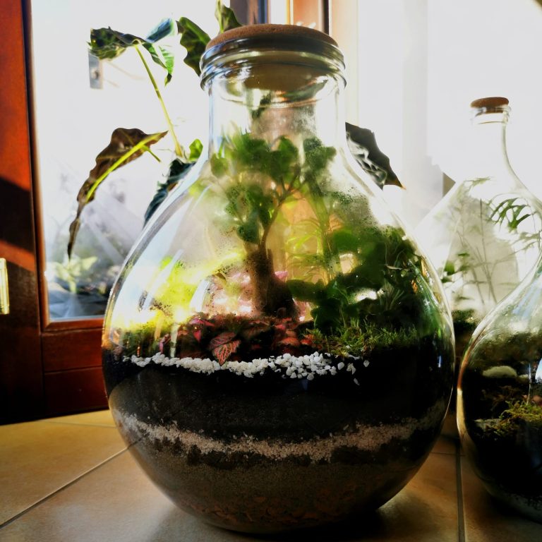 Terrarium in damigiana 20 litri